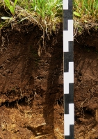 soil horizon