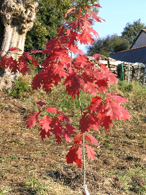 Quercus rubra